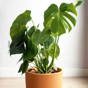 Monstera Deliciosa Plant Live Starter Indoor Plant 5 Inches Bareroot