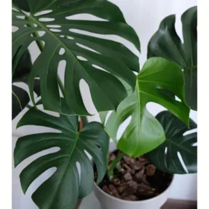 Monstera Deliciosa Plant Live Starter Indoor Plant 5 Inches Bareroot