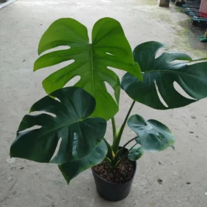 Monstera Deliciosa Plant Live Starter Indoor Plant 5 Inches Bareroot
