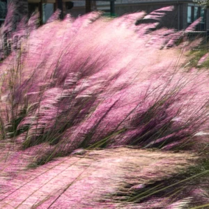 Muhly Grass Plants Live - Ornamental Perennial - 5-9 Inch - Landscaping