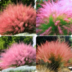 Muhly Grass Plants Live - Ornamental Perennial - 5-9 Inch - Landscaping