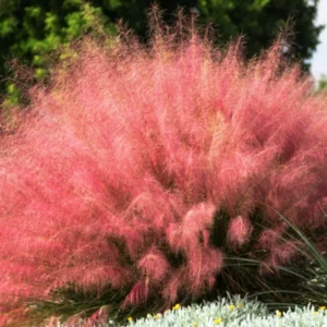 Muhly Grass Plants Live - Ornamental Perennial - 5-9 Inch - Landscaping