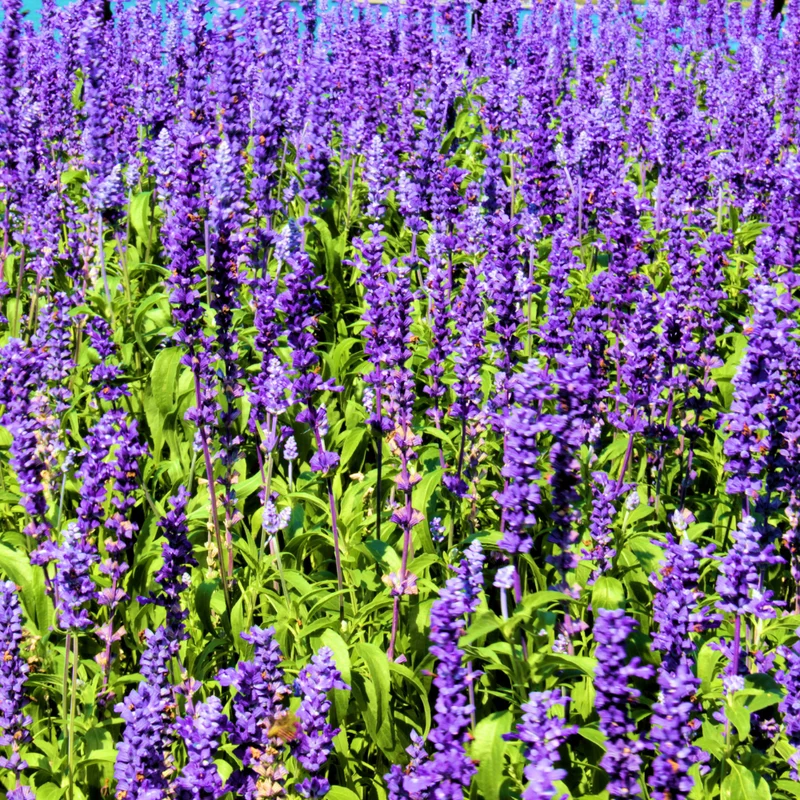 Munstead Lavender Live Plants - Fragrant Herb Garden Starter Plant