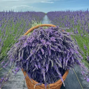 Munstead Lavender Live Plants - Fragrant Herb Garden Starter Plant