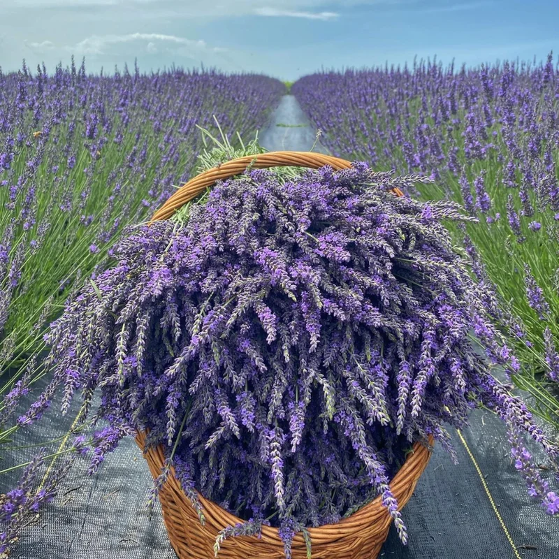 Munstead Lavender Live Plants - Fragrant Herb Garden Starter Plant