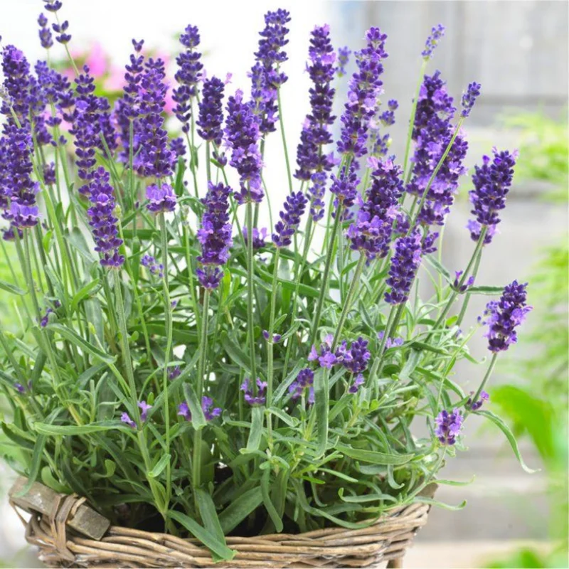 Munstead Lavender Live Plants - Fragrant Herb Garden Starter Plant
