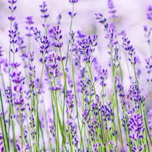 Munstead Lavender Live Plants - Fragrant Herb Garden Starter Plant