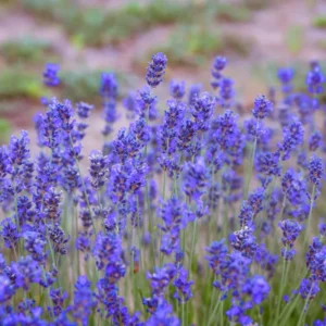 Munstead Lavender Live Plants - Fragrant Herb Garden Starter Plant