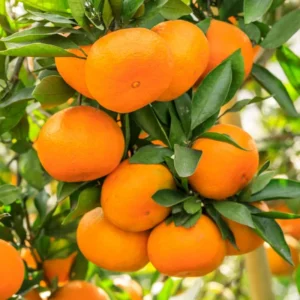 Murcott Tangerine Tree - 2 to 3 Feet Citrus Fruit Tree
