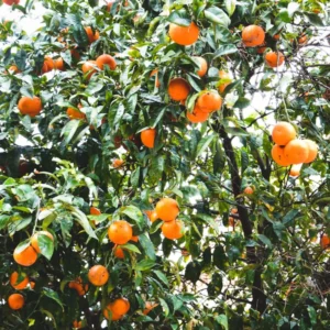 Murcott Tangerine Tree - 2 to 3 Feet Citrus Fruit Tree