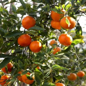 Murcott Tangerine Tree - 2 to 3 Feet Citrus Fruit Tree