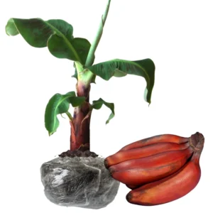 Musa Banana Plant Starter Tree - 4 Inch Height - Growing Well