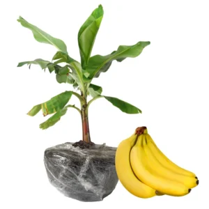 Musa Banana Plant Starter Tree - 4 Inch Height - Growing Well
