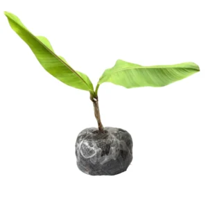 Musa Banana Plant Starter Tree - 4 Inch Height - Growing Well