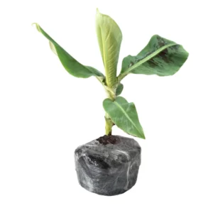 Musa Banana Plant Starter Tree - 4 Inch Height - Growing Well