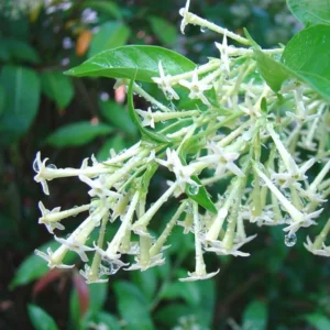 Night Blooming Jasmine Plant - 3 Live Cestrum Nocturnum Vines 5-8 Inches