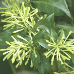 Night Blooming Jasmine Plant - 3 Live Cestrum Nocturnum Vines 5-8 Inches