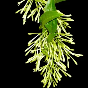 Night Blooming Jasmine Plant - 3 Live Cestrum Nocturnum Vines 5-8 Inches