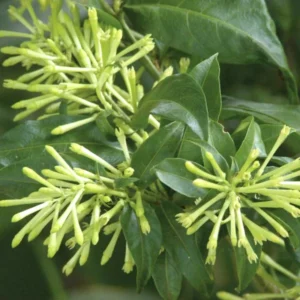 Night Blooming Jasmine Plants Live Set - Cestrum Nocturnum, 5-7 Inches Starter Plants