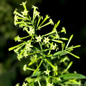 Night Blooming Jasmine Plants Live Set - Cestrum Nocturnum, 5-7 Inches Starter Plants