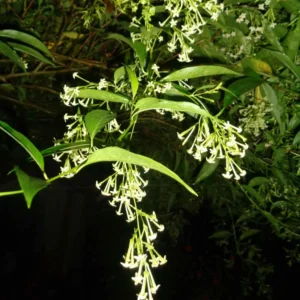 Night Blooming Jasmine Plants Live Set - Cestrum Nocturnum, 5-7 Inches Starter Plants