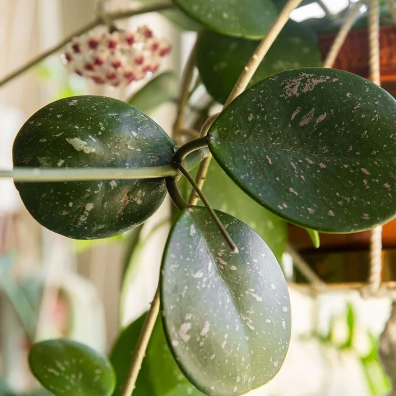 Obovata Hoya Live Plant - Rooted Starter Flower Plant 4-6 Inches