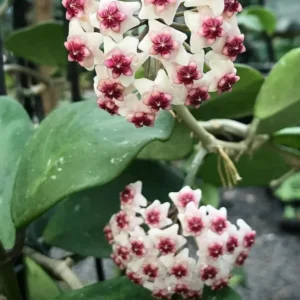 Obovata Hoya Live Plant - Rooted Starter Flower Plant 4-6 Inches