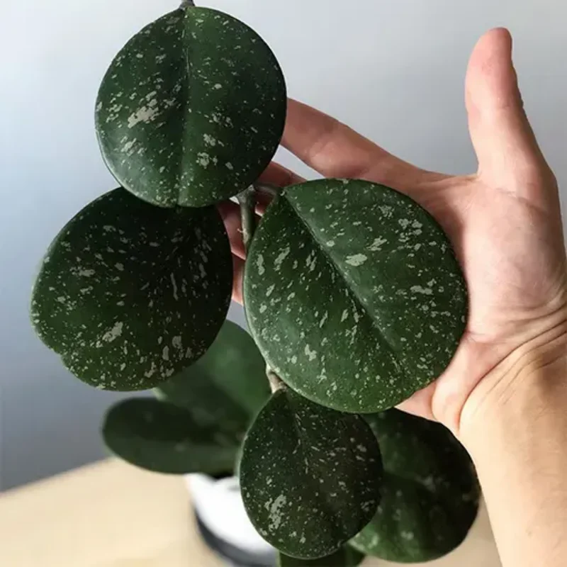 Obovata Hoya Live Plant - Rooted Starter Flower Plant 4-6 Inches