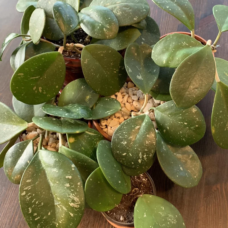 Obovata Hoya Live Plant - Rooted Starter Flower Plant 4-6 Inches