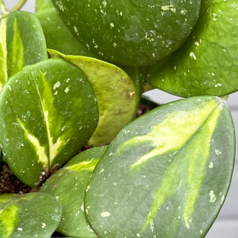 Obovata Hoya Live Plant - Rooted Starter Flower Plant 4-6 Inches