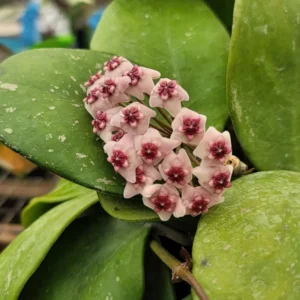 Obovata Hoya Plant - Live Silver Hoya Vine - 3-6 Inch Indoor Houseplant