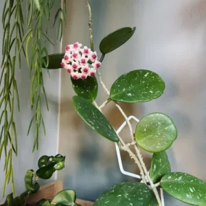 Obovata Hoya Plant - Live Silver Hoya Vine - 3-6 Inch Indoor Houseplant