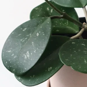 Obovata Hoya Plant - Live Silver Hoya Vine - 3-6 Inch Indoor Houseplant
