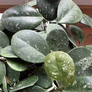 Obovata Hoya Plant - Live Silver Hoya Vine - 3-6 Inch Indoor Houseplant