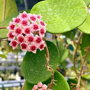 Obovata Hoya Plant - Live Silver Hoya Vine - 3-6 Inch Indoor Houseplant