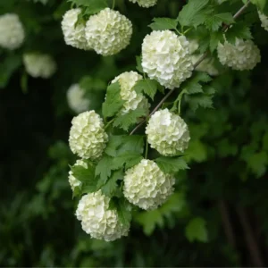 Old Snowball Viburnum Plant - 8-10 Inch - Quart Pot - Flowering Shrub