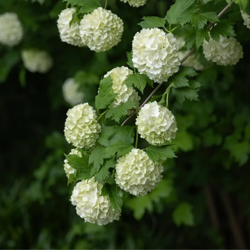Old Snowball Viburnum Plant - 8-10 Inch - Quart Pot - Flowering Shrub