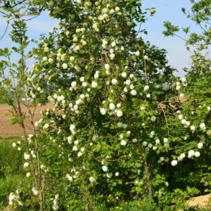 Old Snowball Viburnum Plant - 8-10 Inch - Quart Pot - Flowering Shrub