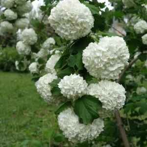 Old Snowball Viburnum Plant - 8-10 Inch - Quart Pot - Flowering Shrub