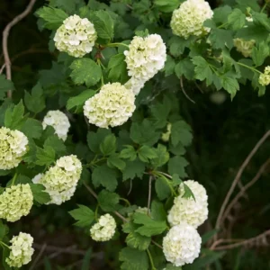Old Snowball Viburnum Plant - 8-10 Inch - Quart Pot - Flowering Shrub