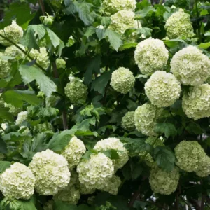 Old Snowball Viburnum Plant - 8-10 Inch - Quart Pot - Flowering Shrub