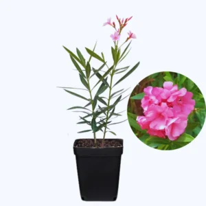 Oleander Live Plants - Pink Flower Plants, 5-8 Inches Tall Starter Plants