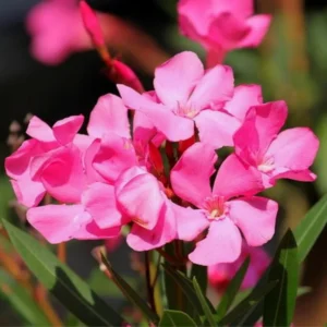Oleander Live Plants - Pink Flower Plants, 5-8 Inches Tall Starter Plants