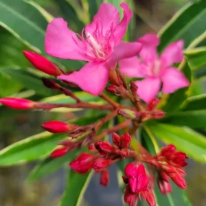 Oleander Live Plants - Pink Flower Plants, 5-8 Inches Tall Starter Plants