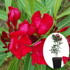 Oleander Live Plants - Red Tropical Shrub, 5-8 Inches, Garden Growing