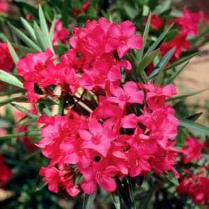 Oleander Live Plants - Red Tropical Shrub, 5-8 Inches, Garden Growing