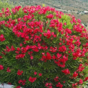 Oleander Live Plants - Red Tropical Shrub, 5-8 Inches, Garden Growing