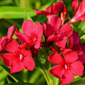 Oleander Live Plants - Red Tropical Shrub, 5-8 Inches, Garden Growing