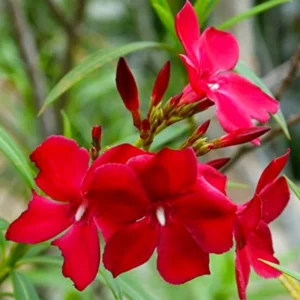 Oleander Live Plants - Red Tropical Shrub, 5-8 Inches, Garden Growing