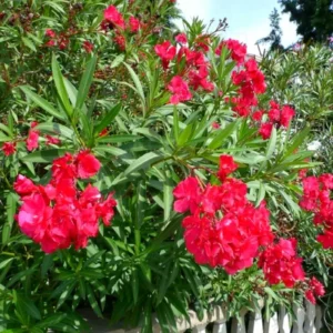 Oleander Live Plants - Red Tropical Shrub, 5-8 Inches, Garden Growing